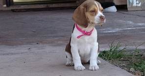Miniature Tiny Pocket Beagles Puppies Cute Video New Litter 10 Weeks Old For Sale Buy Meet Breeder