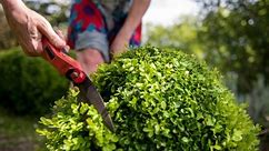 How and When to Prune Boxwood—7 Must-Know Tips