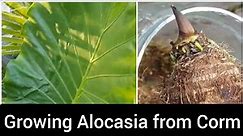 Alocasia Odora from Corms Germination| Elephant Ears from Corms