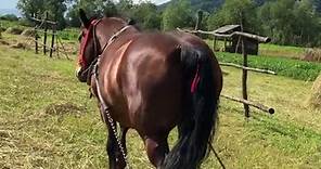 Videoclipuri postate de Ionut Radu (@ionutradu082) cu Ce-i calul pentru haiduc - Nemuritorii