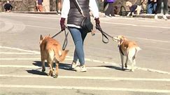 Pet owners find dog walker prices skyrocketing across NYC