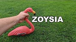 Living With Zoysia Grass