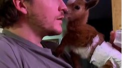 Baby goat is raised as part of the family