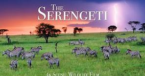 The Serengeti 4K - Scenic Wildlife Film With African Music