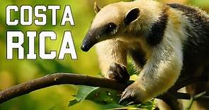COSTA RICA SALVAJE | Criaturas esquivas y selvas inexploradas