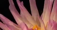 Enjoy these breathtaking time-lapse images of flowers, landscapes and more. | TED
