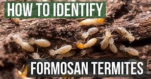 How to Identify Formosan Termites