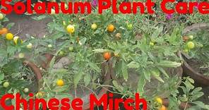 Solanum Plant Care And Propagation | Solanum Pseudocapsicum Plant Propagation | Chinese Mirch Plant
