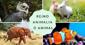 Reino Animalia o animal: características, clasificación y ejemplos - Resumen