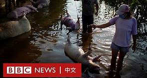 河南水災：過百頭豬被活活淹死 豬農「傾家蕩產」感絕望