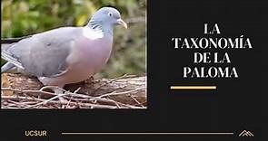 TAXONOMÍA DE LA PALOMA - UCSUR