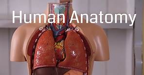 Basic Human Anatomy for Beginners