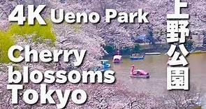 4K 上野公園の桜 Cherry Blossoms in Tokyo - Ueno Park (hanami) Sakura 東京の桜 上野観光 花見 夜桜 桜の名所 日本の桜 樱花 東京観光