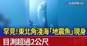罕見！東北角淺海「地震魚」現身 目測超過2公尺