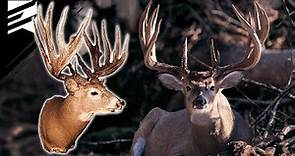 The Largest 3 1/2 Year Old Buck Ever Killed? The James Rath Buck