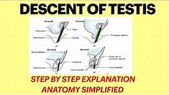 Descent of testis | Abdomen | Quick revision for 1st yr MBBS anatomy exams | Anatomy made easy