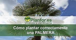 Cómo plantar una palmera correctamente ?