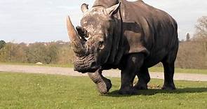 20 Rhinos Habitat Facts: What Does A Rhino Need to Survive? - Rhino Rest