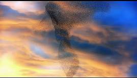 Flocking Starlings: Beautiful Phenomenon of Murmuration