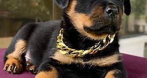 🇪🇨🐶 Cachorros Rottweiler de venta | Precio de perros raza Rottweiler