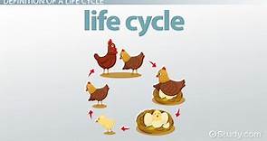 Life Cycle | Definition, Stages & Examples