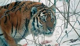 Amur Tiger in the Third Millennium Full-HD