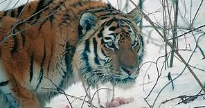Amur Tiger in the Third Millennium Full-HD
