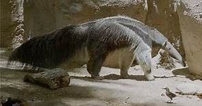A Day in the Life of Giant Anteaters at Reid Park Zoo