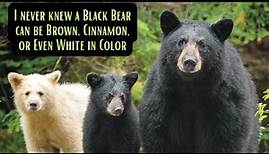 Bear with Us | Surprising Facts About American Black Bear | Ursus Americanus
