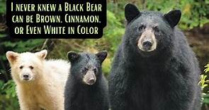 Bear with Us | Surprising Facts About American Black Bear | Ursus Americanus