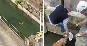 Capriolo caduto nel canale Borgogna: salvato prima della chiusa dai dipendenti di un'azienda