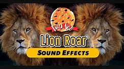 Lion Roars Sound Effect | 《獅子吼叫合集》叫聲 動物 音效 (High Quality)