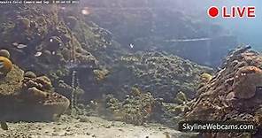 【LIVE】 Webcam Webcam Subacquea Barriera Corallina - Bonaire | SkylineWebcams