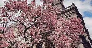 Highlight of the week! St Mary Le Strand is next to Somerset House. Check it out next few days before all the magnolia disappears! 🌸💖🌸 #thisislondon #londoninbloom #londoninspring #london #coventgarden #somersethouse #strand #thestrand
