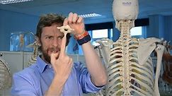 How to identify a vertebra (anatomy)