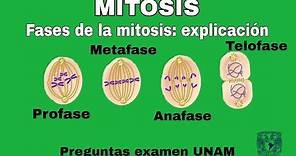 MITOSIS | Fases de la mitosis | Explicación completa división celular - Preguntas tipo examen UNAM