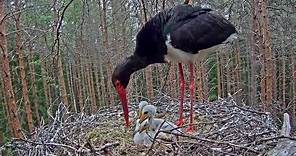 Exploring the Mysteries of the Black Stork: Habitat, Migration, and Conservation