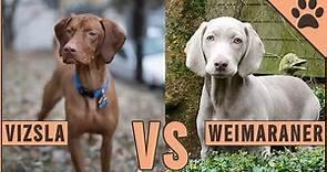 Vizsla vs Weimaraner - ¿Qué raza de perro es mejor? | Perros Mundo