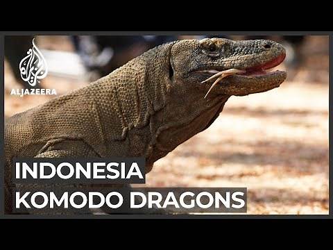 Indonesia's 'Jurassic Park' may threaten Komodo dragon habitat