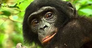 Bonobos: Back to the Wild -- Official Trailer #1 2015 -- Regal Cinemas