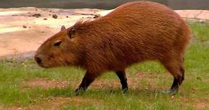 Capybara World's Largest Rodent - Cincinnati Zoo
