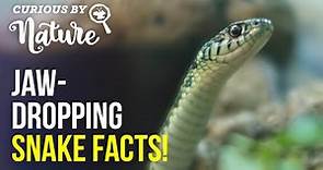 How Do Snakes Have Babies? (Snake Facts)