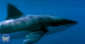 La historia del tiburón blanco: vive en las aguas del sur de Australia (DOCUMENTAL COMPLETO)