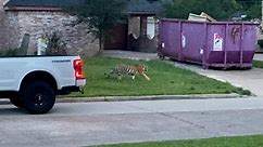 Houston police look for runaway bengal tiger