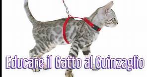 Come educare un Gatto a guinzaglio e pettorina - Consulente Felino SOS GATTO