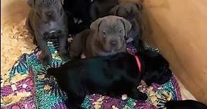 Cane Corso puppies for sale Texas #canecorsopuppy
