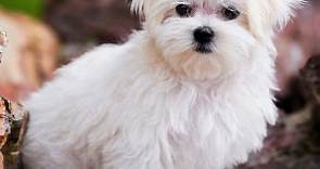 Maltese Puppies for Sale | PuppySpot