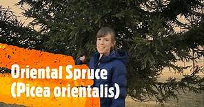 How to Identify Different Types of Spruce Trees
