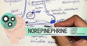 Norepinephrine - Synthesis, Storage, Release, Binding to receptors, Degradation, Drugs acting.