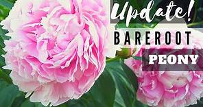 How to Plant A Bare Root Peony Update!🌸 Sarah Bernhardt